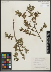 Foto von Salix myrtillifolia Anderson